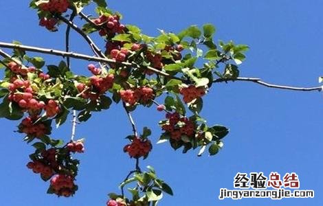 山楂的种植方法 山楂的种植方法视频