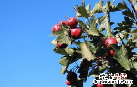 山楂的种植方法 山楂的种植方法视频