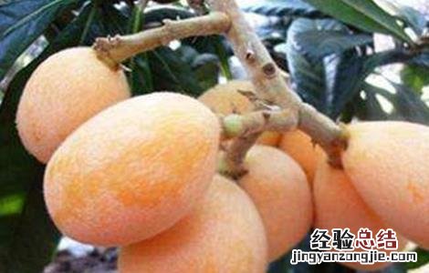 枇杷套袋的原因及方法 枇杷套袋的好处