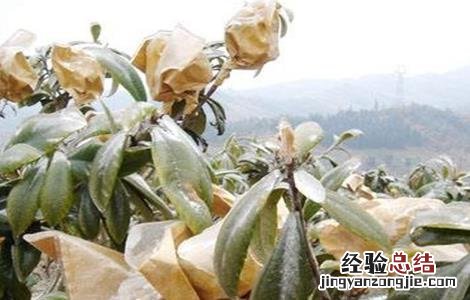 枇杷套袋的原因及方法 枇杷套袋的好处
