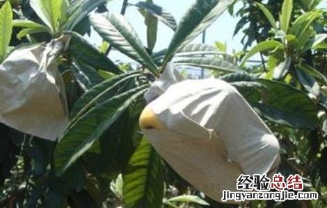 枇杷套袋的原因及方法 枇杷套袋的好处