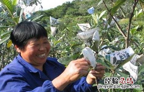 枇杷套袋的原因及方法 枇杷套袋的好处
