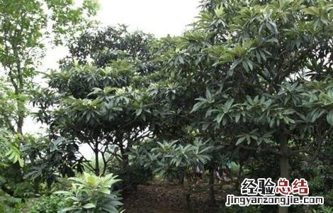 枇杷不结果的原因及解决方法 枇杷不结果的原因及解决方法图片