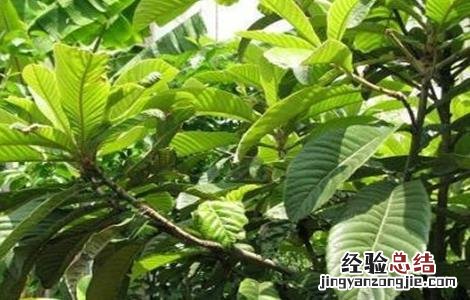 枇杷不结果的原因及解决方法 枇杷不结果的原因及解决方法图片