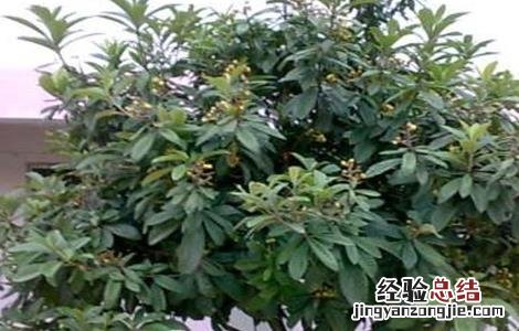 枇杷不结果的原因及解决方法 枇杷不结果的原因及解决方法图片