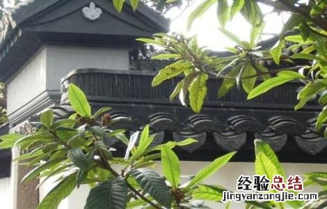 枇杷不结果的原因及解决方法 枇杷不结果的原因及解决方法图片