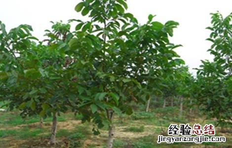 核桃树的管理要点 核桃树的管理要点是什么