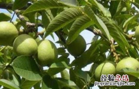 核桃树的管理要点 核桃树的管理要点是什么