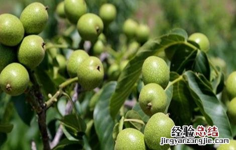 核桃树的管理要点 核桃树的管理要点是什么