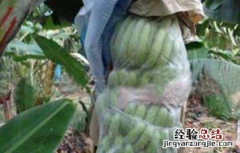香蕉抗寒吗 香蕉防寒过冬技术
