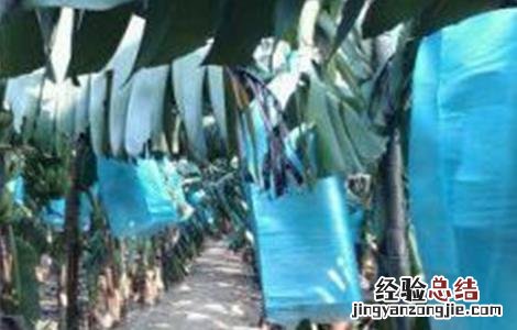 香蕉抗寒吗 香蕉防寒过冬技术