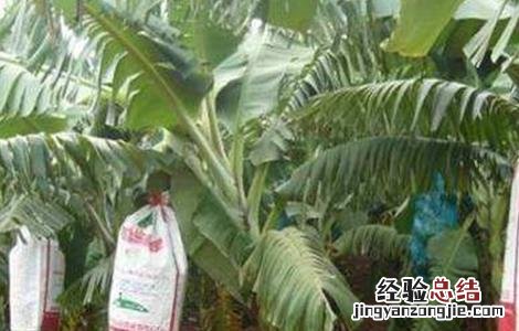 香蕉抗寒吗 香蕉防寒过冬技术