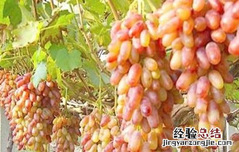 如何培育美人指葡萄 盆栽美人指葡萄