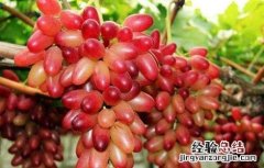 如何培育美人指葡萄 盆栽美人指葡萄