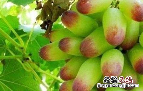 如何培育美人指葡萄 盆栽美人指葡萄
