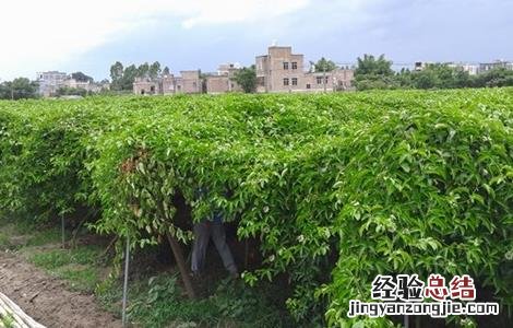 百香果的种植技术与管理 百香果的种植技术