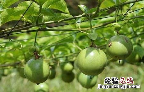 百香果的种植技术与管理 百香果的种植技术