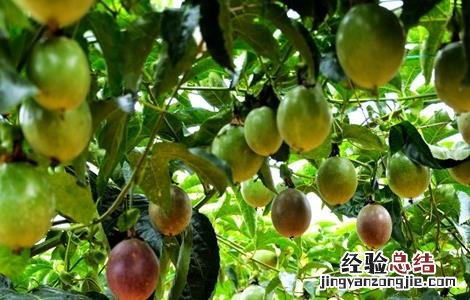 百香果的种植技术与管理 百香果的种植技术
