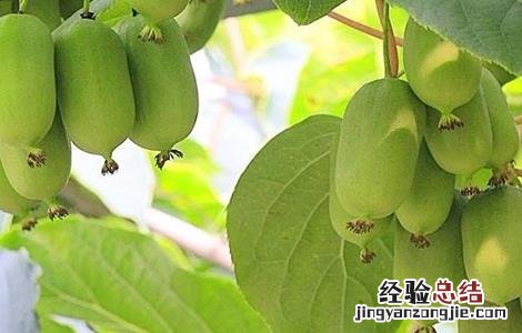 软枣猕猴桃的栽培技术指导书籍 软枣猕猴桃的栽培技术