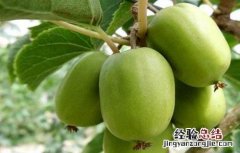 软枣猕猴桃的栽培技术指导书籍 软枣猕猴桃的栽培技术