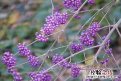 紫珠 紫珠裸花颗粒治疗妇科