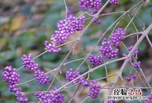 紫珠 紫珠裸花颗粒治疗妇科