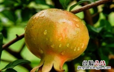 石榴为什么不结果 石榴不结果的原因