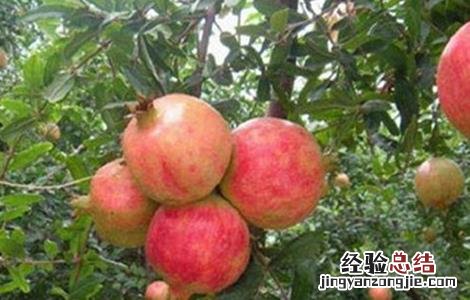 石榴为什么不结果 石榴不结果的原因