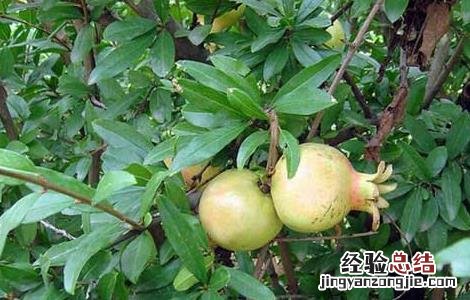 石榴为什么不结果 石榴不结果的原因