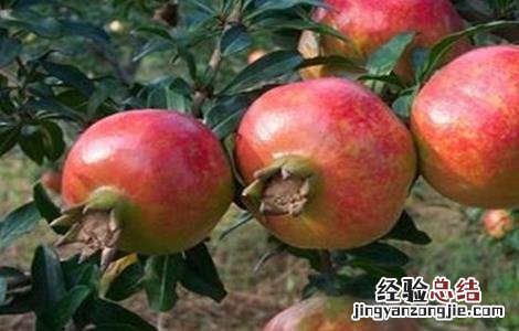 石榴为什么不结果 石榴不结果的原因