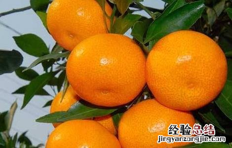 种植柑橘的注意事项 种植柑橘的注意事项和要求