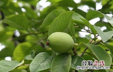 木瓜的育苗管理 木瓜的育苗管理方法