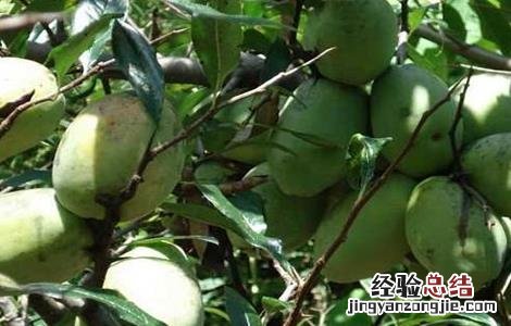 木瓜的育苗管理 木瓜的育苗管理方法