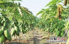 木瓜的育苗管理 木瓜的育苗管理方法