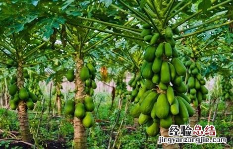 木瓜的育苗管理 木瓜的育苗管理方法