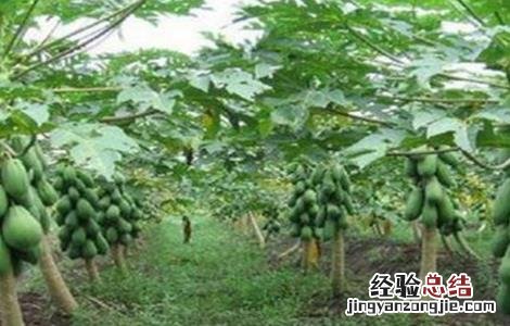 木瓜的育苗管理 木瓜的育苗管理方法