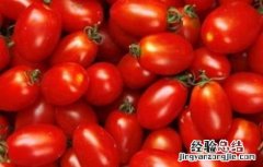 圣女果种植的注意事项 圣女果种植要点