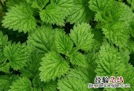 胡椒薄荷的功效分别是什么呢