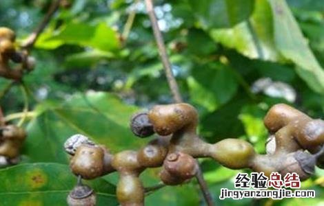 种植拐枣的注意事项 种植拐枣的注意事项和禁忌