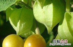 种植姑娘果的注意事项 姑娘果的种植要求