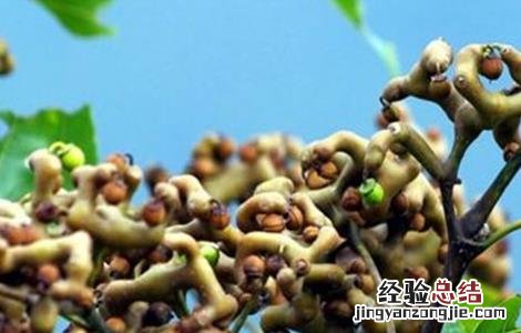 拐枣的高产栽培技术 拐枣种植及管理技术