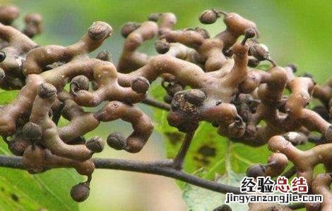 拐枣的高产栽培技术 拐枣种植及管理技术