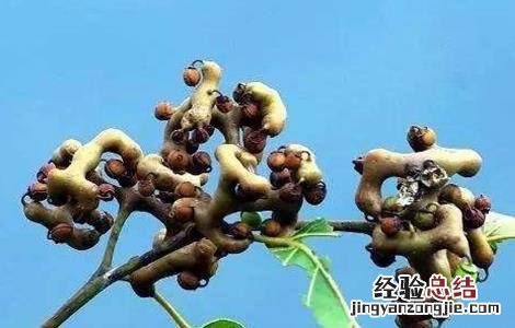 拐枣的高产栽培技术 拐枣种植及管理技术