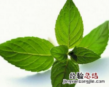 木蝴蝶和蒲公英的功效 木蝴蝶薄荷的功效分别是什么呢