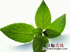 薄荷的作用和功效是什么呢 薄荷的作用和功效是什么呢图片