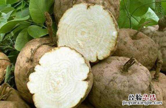 茯苓葛根泡水喝的功效与作用 茯苓葛根泡水喝的功效与作用禁忌