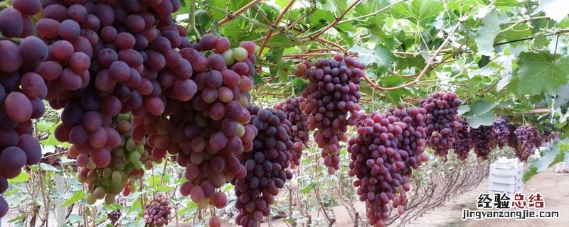 葡萄什么时候种植 巨峰葡萄什么时候种植