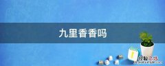 九里香香吗 九里香是不是很香