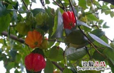 种植灯笼果的要求是什么 种植灯笼果的要求