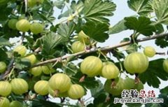 种植灯笼果的要求是什么 种植灯笼果的要求